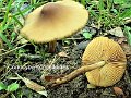 Conocybe piloselloides-amf2227